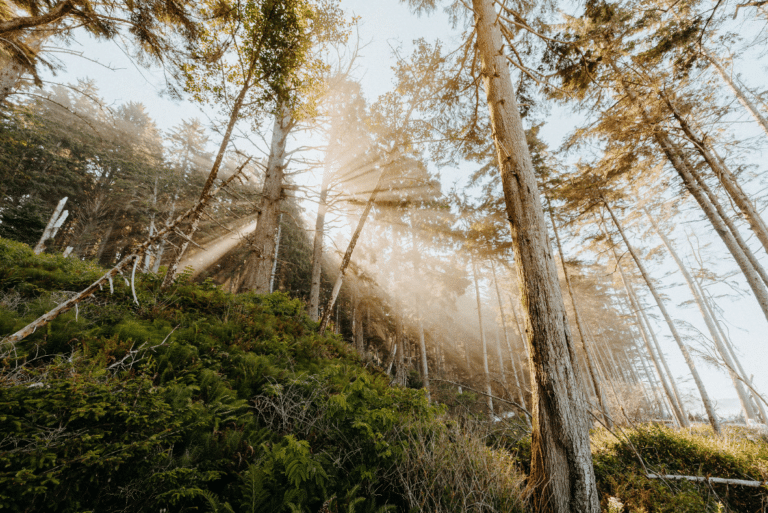 Forest with light 1 Goodbye "Nonrefundable," Hello "Prepaid": Oregon Reworks the Rules for Fees Paid in Advance